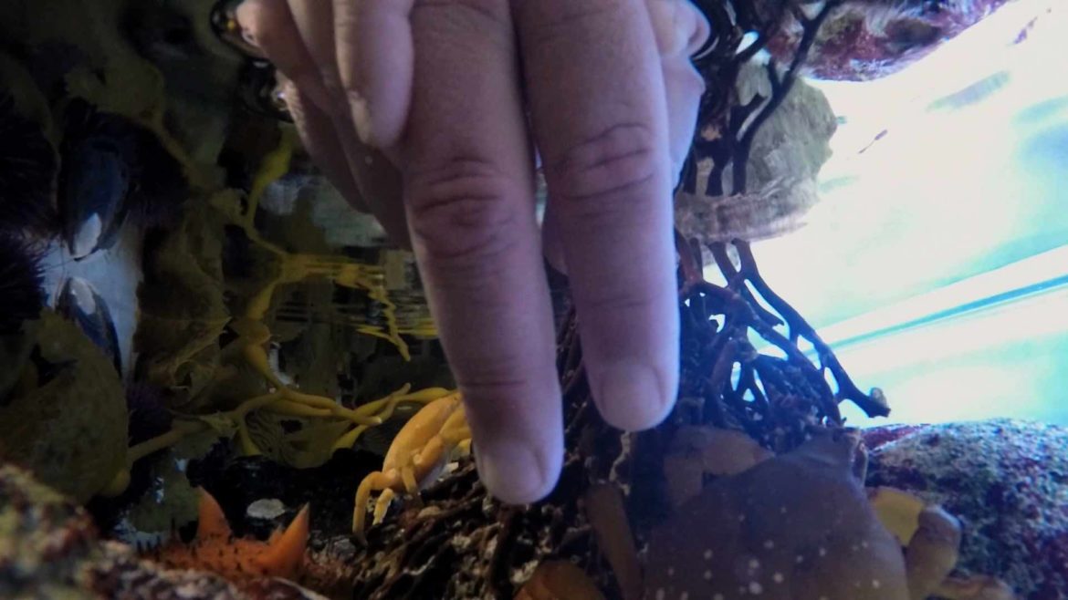 Tommy Touches SEA CREATURES For The First Time